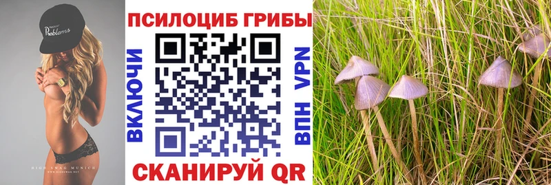 как найти закладки Карачев Псилоцибиновые грибы MAGIC MUSHROOMS